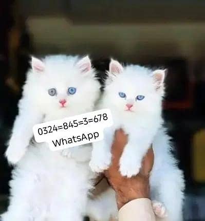 Persian cat for sale male  femal my   0324845367eight hai WhatsApp