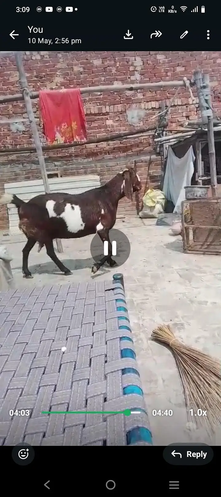 bakri — photo 2