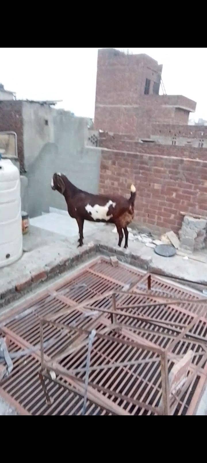 bakri 2