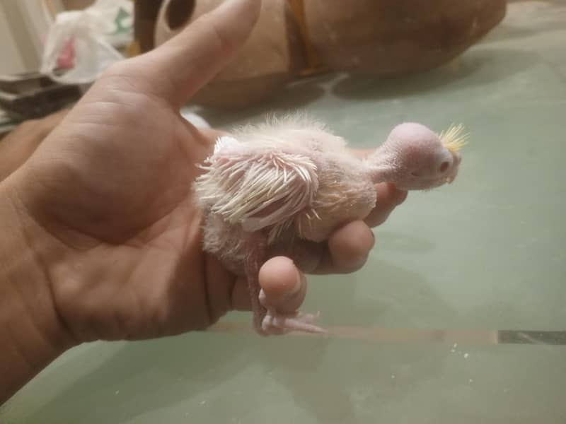 coctail chicks 1