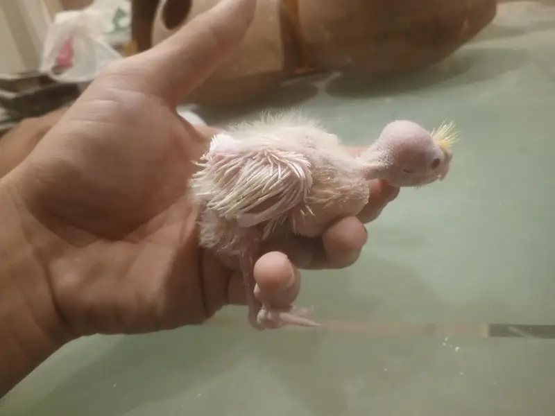 coctail chicks — photo 2
