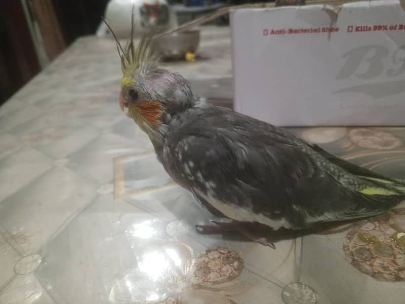 coctail chicks 2