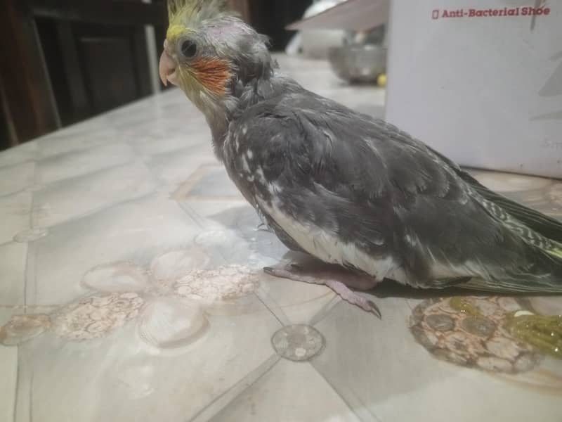 coctail chicks 3