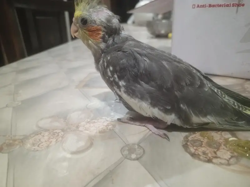 coctail chicks — photo 4