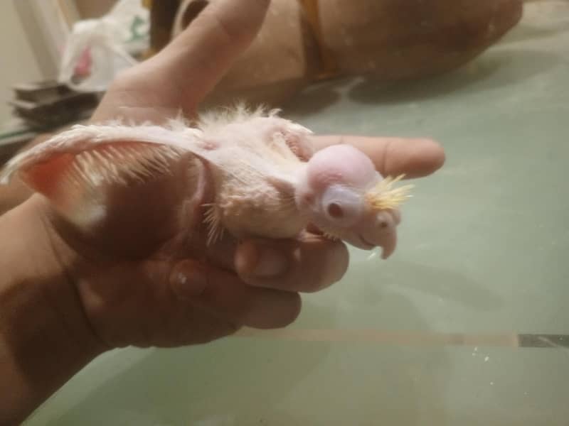 coctail chicks 4