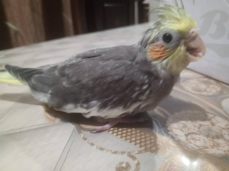 coctail chicks 5