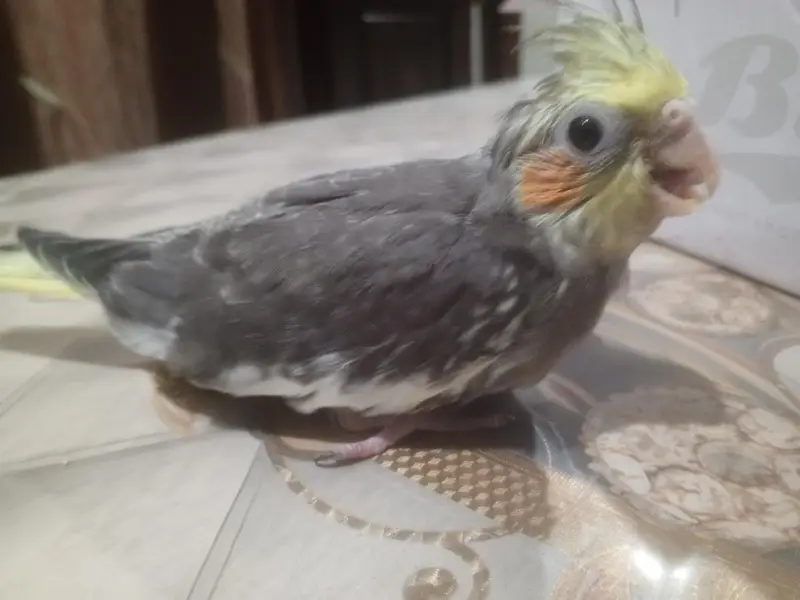 coctail chicks — photo 6