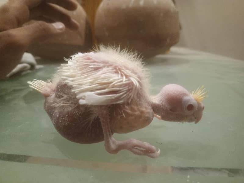coctail chicks 6
