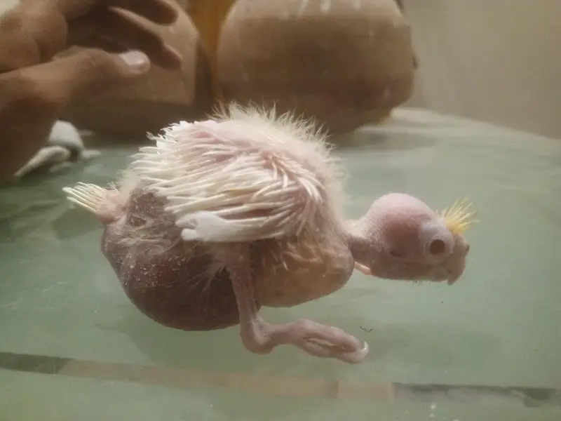 coctail chicks — photo 7