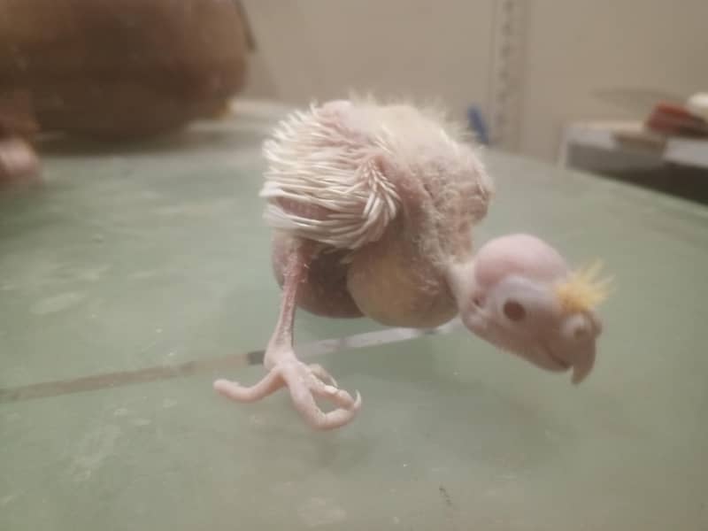 coctail chicks 7