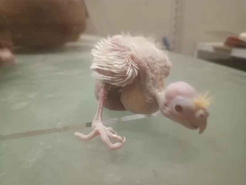 coctail chicks — photo 8