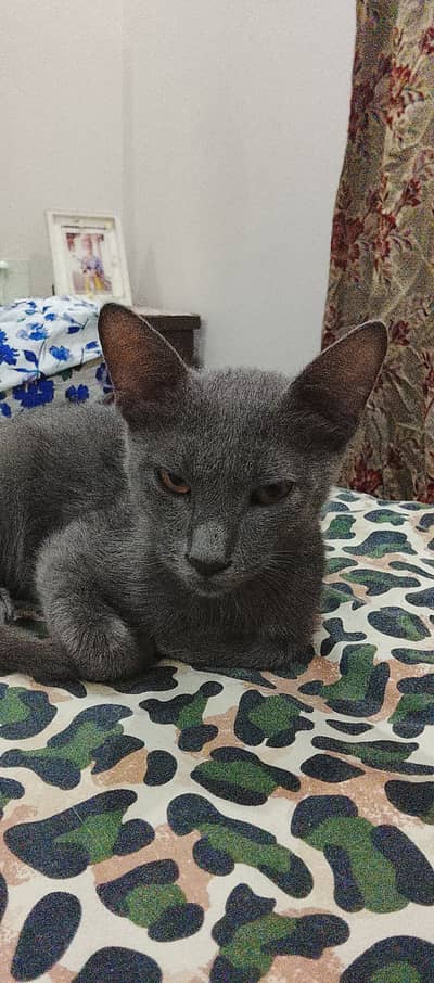Domestic short grey hair cat