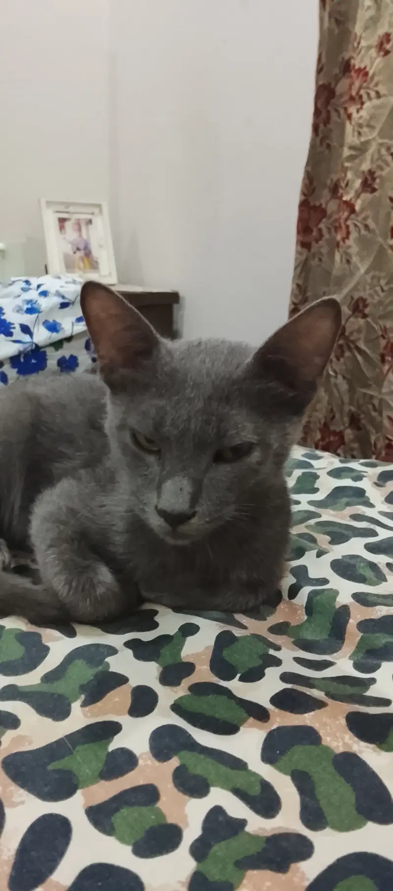 Domestic short grey hair cat — photo 2