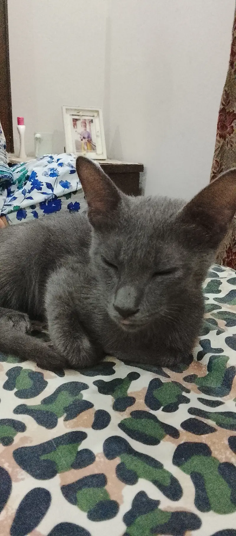 Domestic short grey hair cat — photo 3