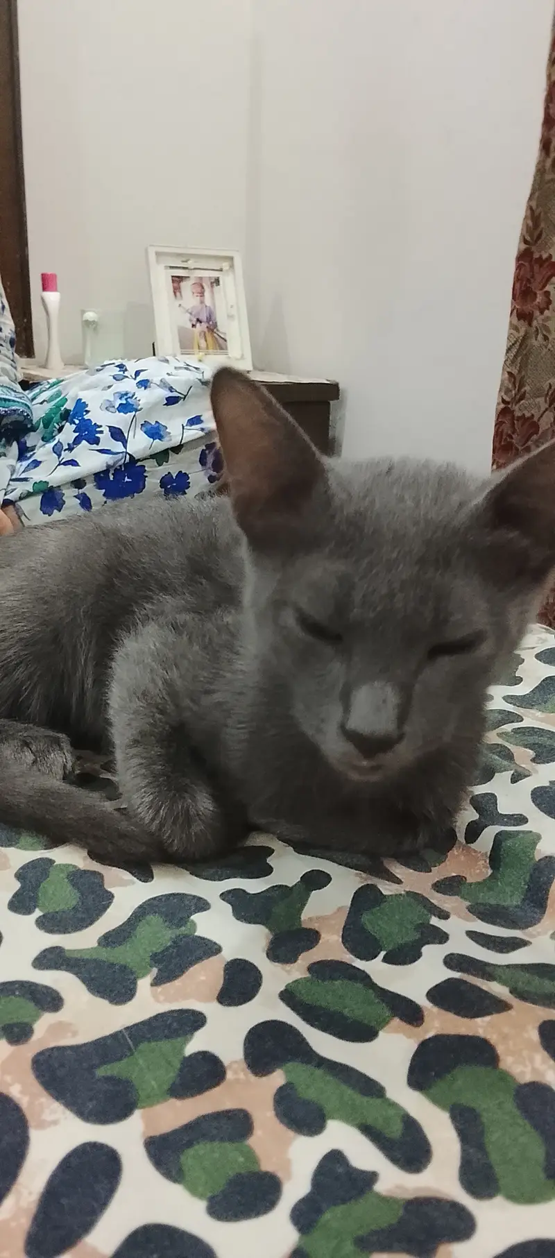 Domestic short grey hair cat — photo 4