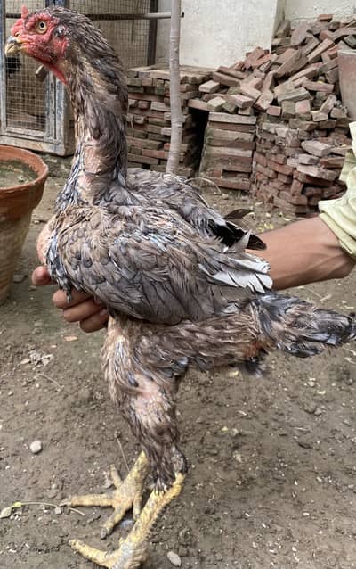 I am selling Thai and shamo hens