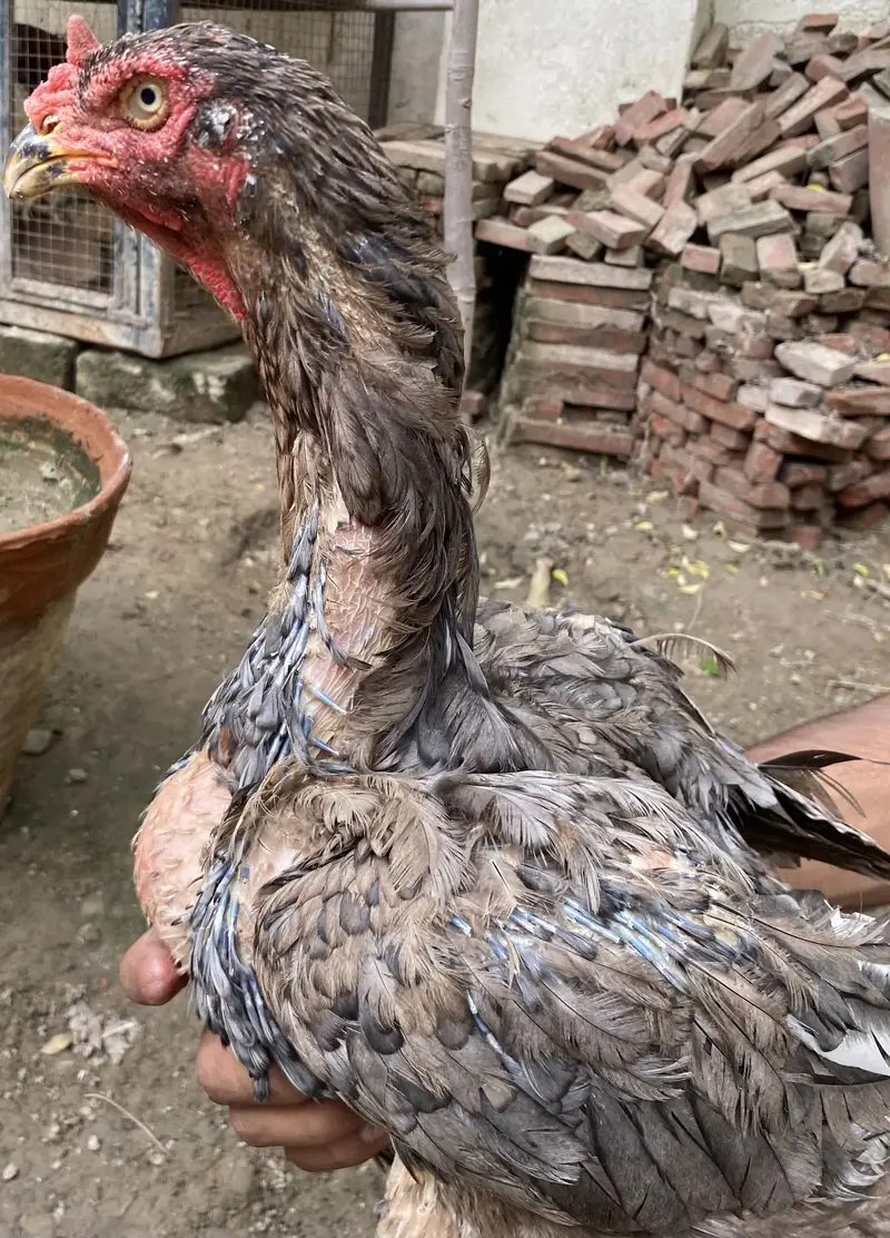 I am selling Thai and shamo hens — photo 2