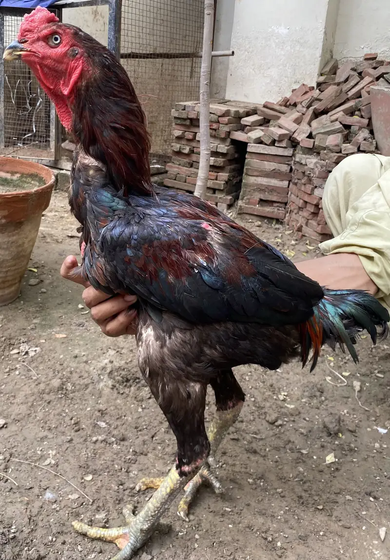 I am selling Thai and shamo hens — photo 3