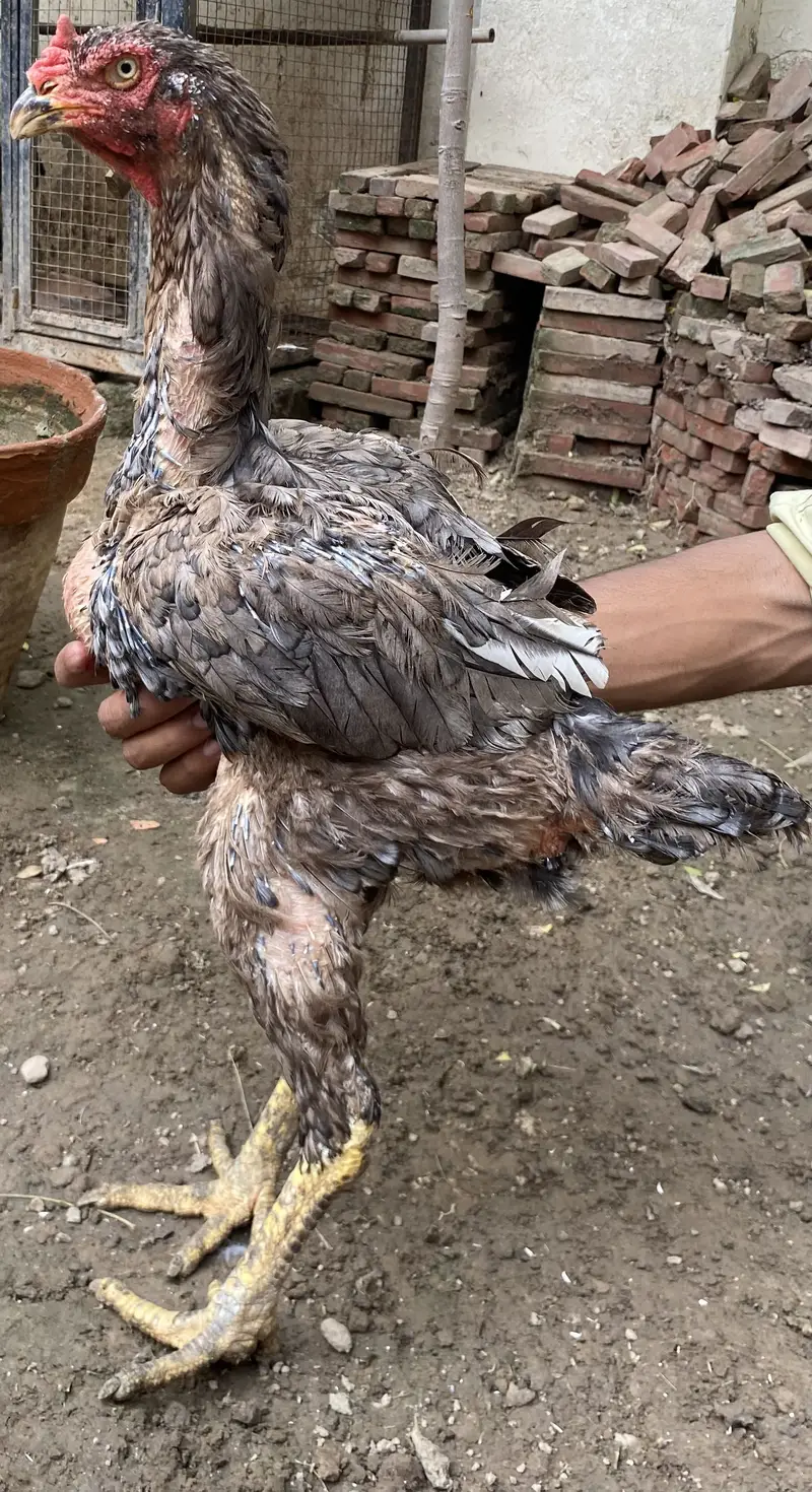 I am selling Thai and shamo hens — photo 4