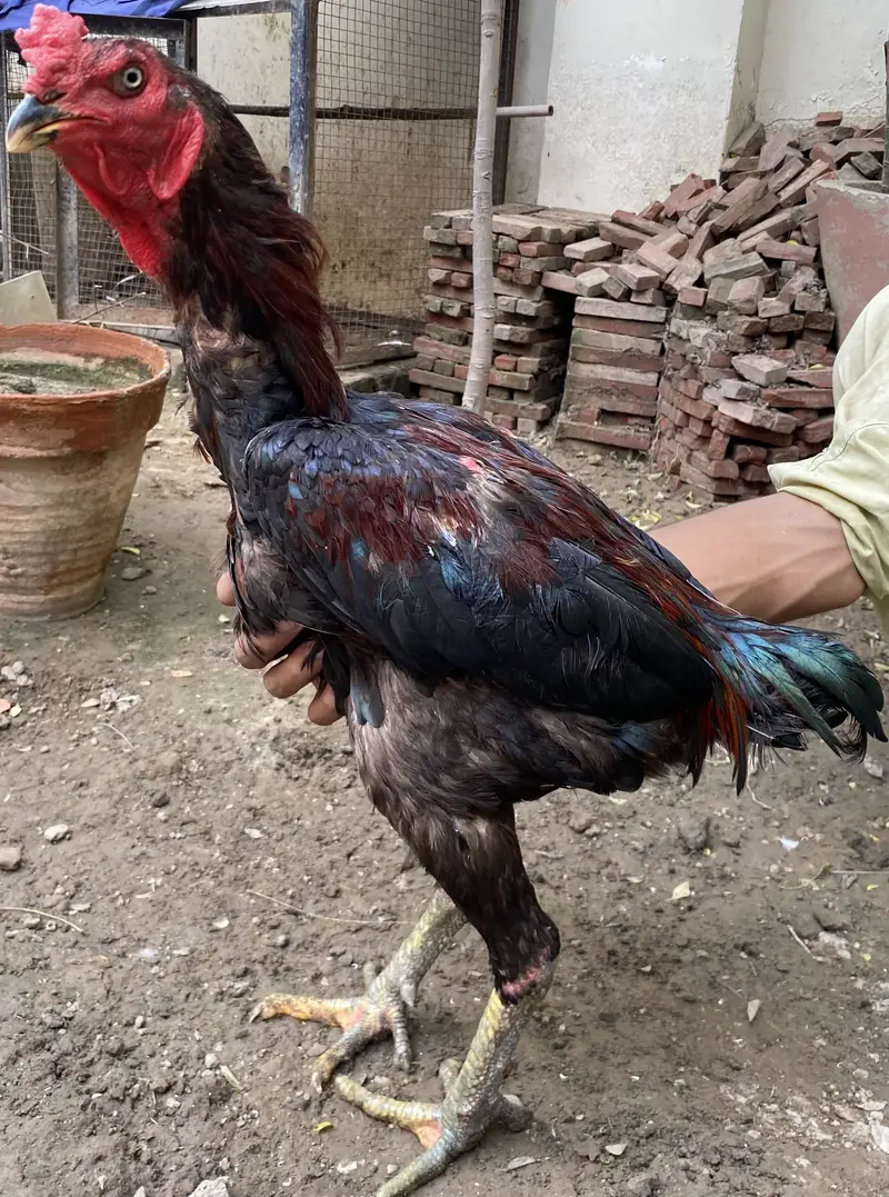 I am selling Thai and shamo hens — photo 5