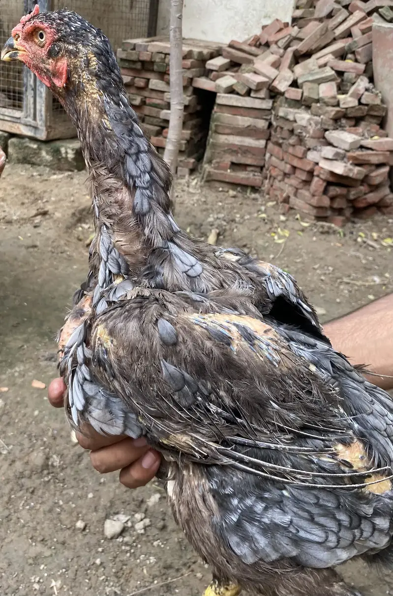 I am selling Thai and shamo hens — photo 6