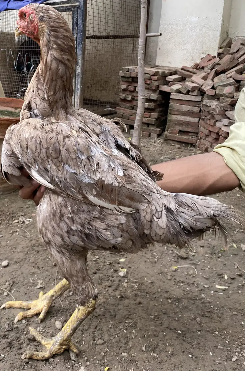 I am selling Thai and shamo hens — photo 7