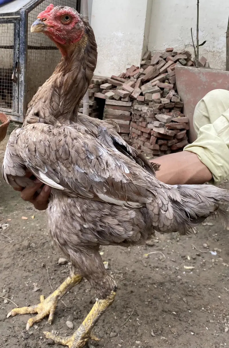 I am selling Thai and shamo hens — photo 8