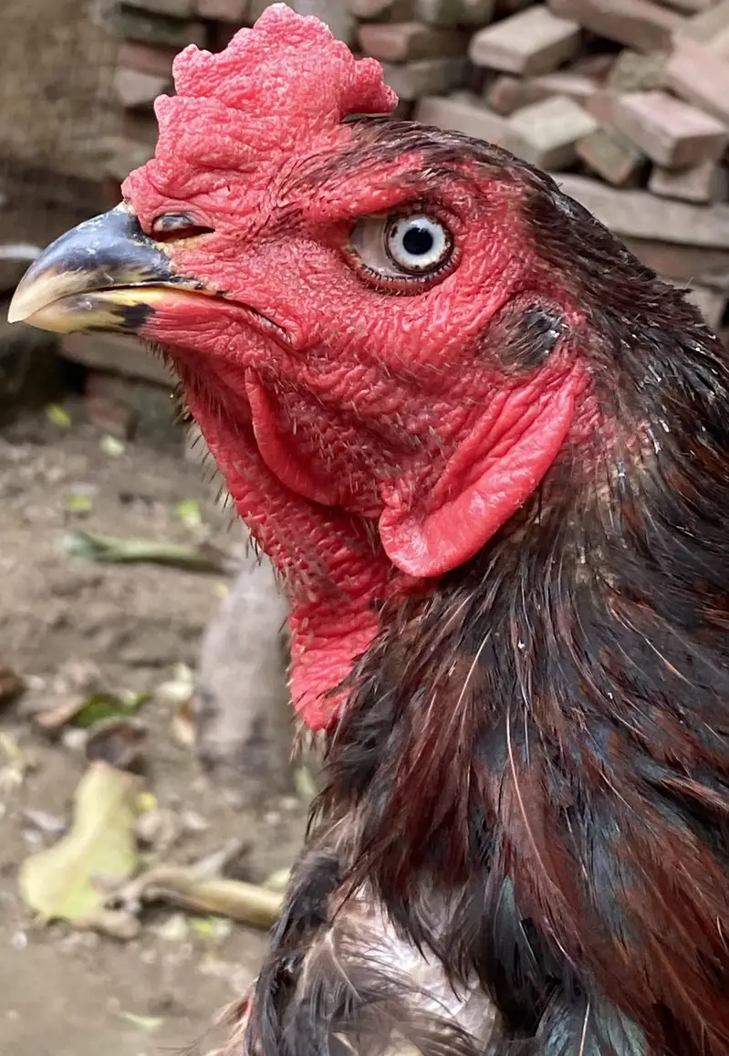 I am selling Thai and shamo hens — photo 9