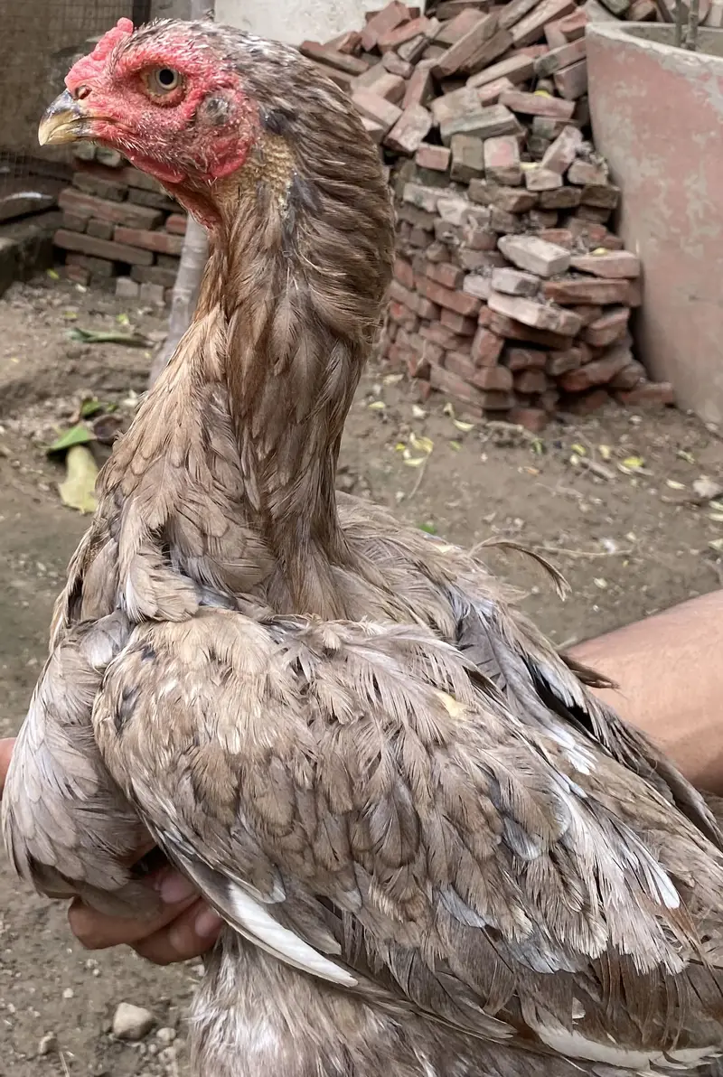 I am selling Thai and shamo hens — photo 10