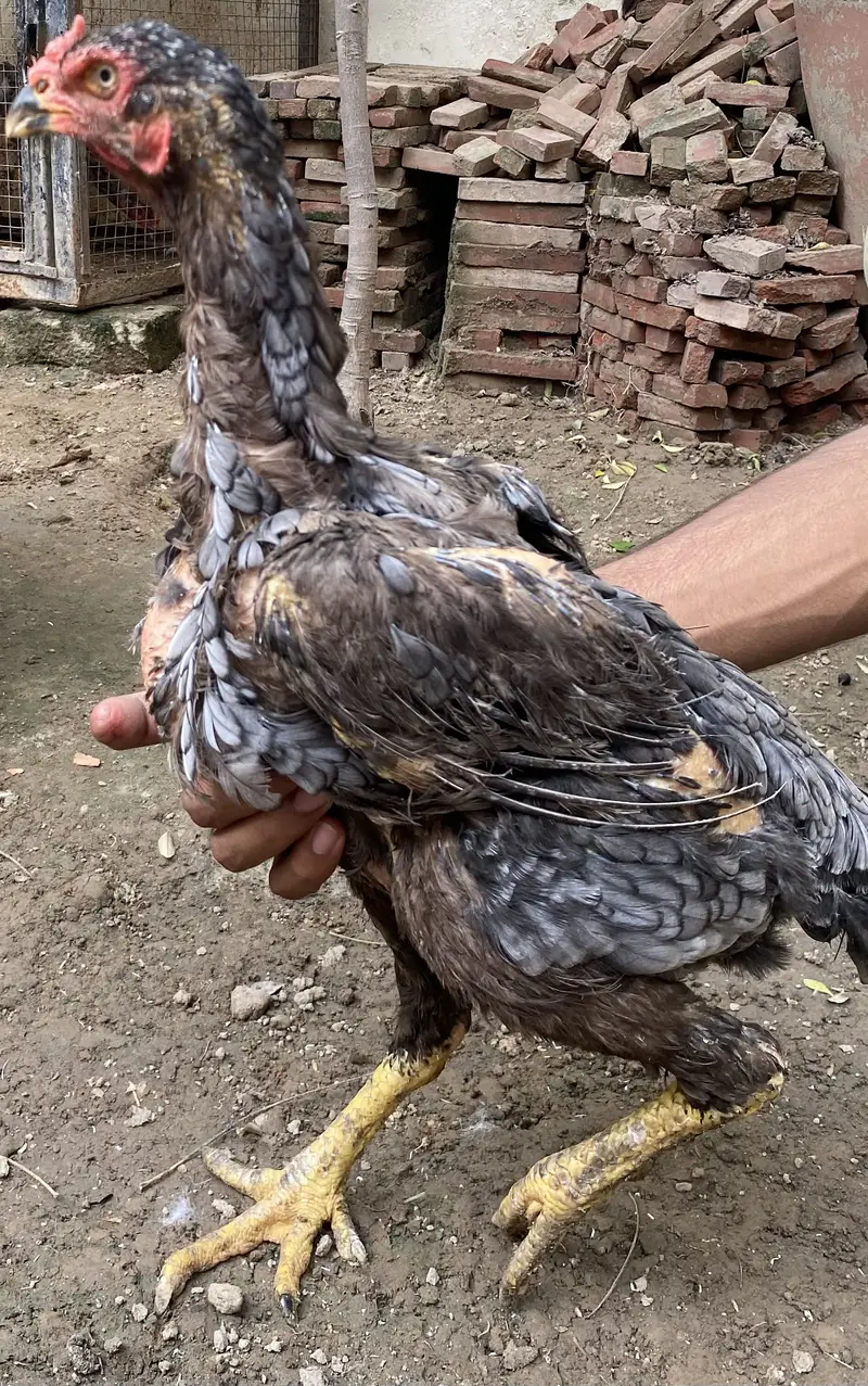 I am selling Thai and shamo hens — photo 11