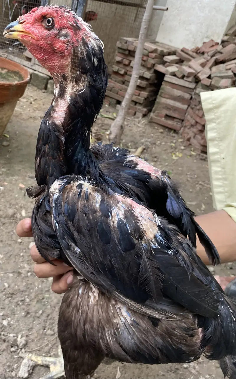 I am selling Thai and shamo hens — photo 12