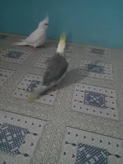 Eno female and gree male hand taim watsab num 03702552598