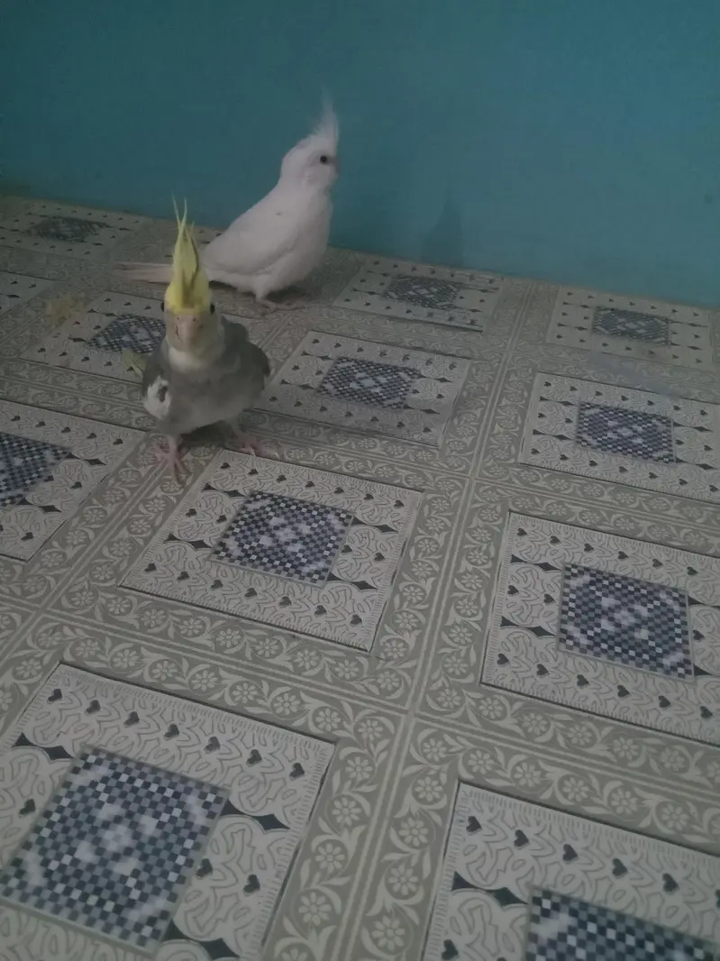 Eno female and gree male hand taim watsab num 03702552598 — photo 2