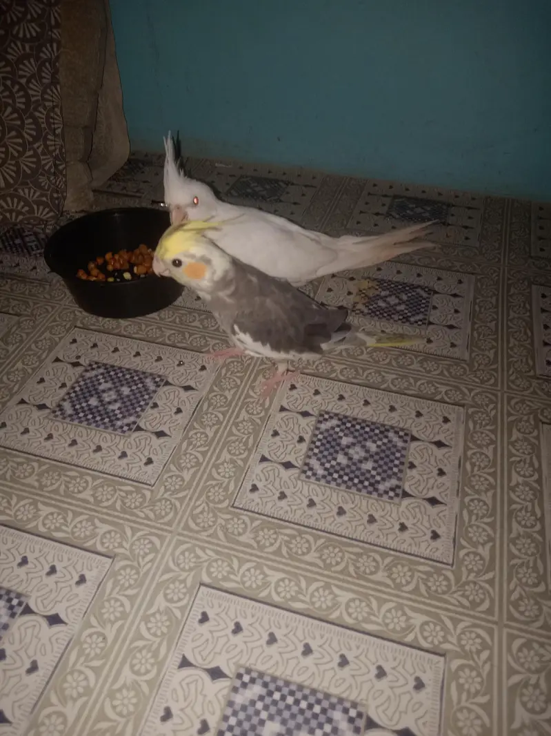 Eno female and gree male hand taim watsab num 03702552598 — photo 3