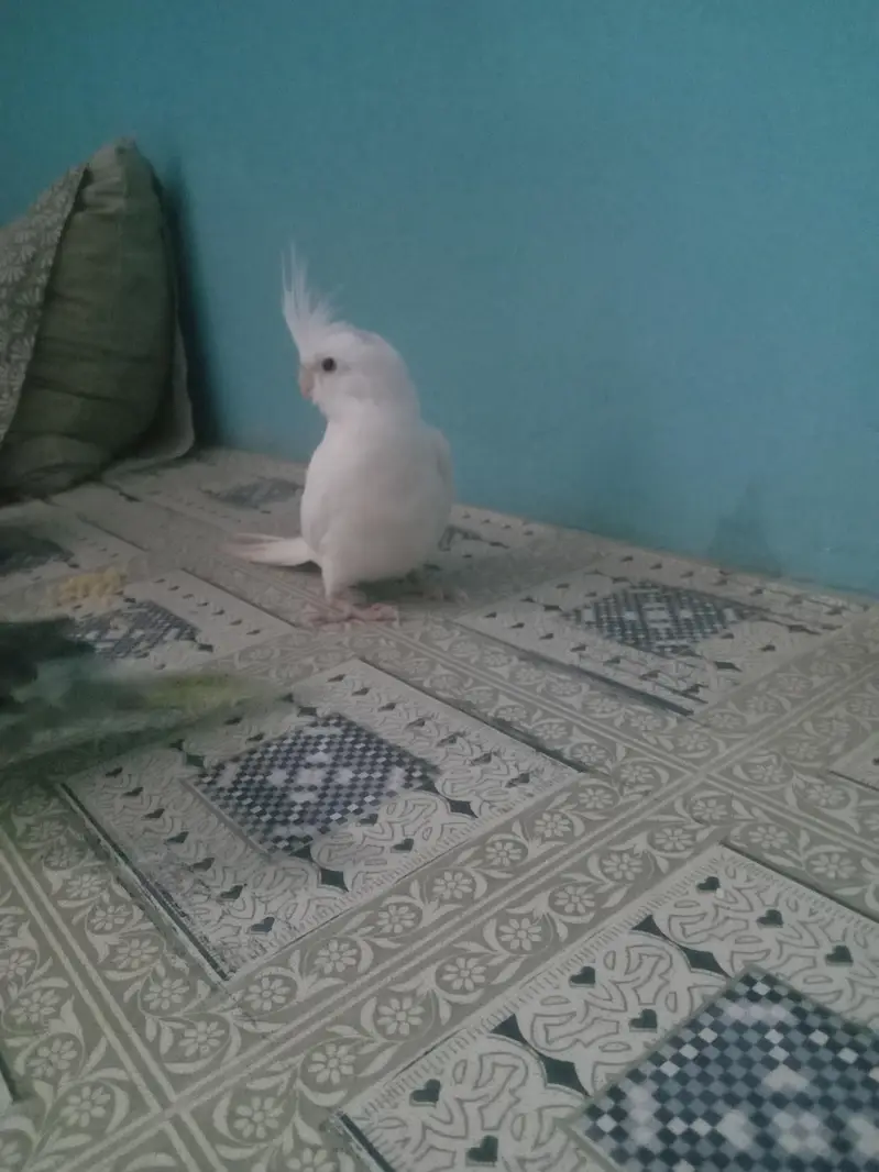 Eno female and gree male hand taim watsab num 03702552598 — photo 4
