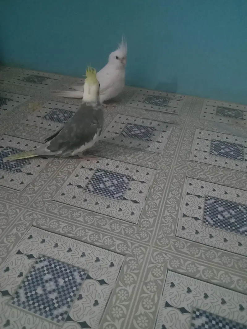 Eno female and gree male hand taim watsab num 03702552598 — photo 5