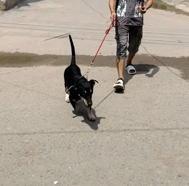 Very Friendly Dog cross But Hvy chez ha — photo 2