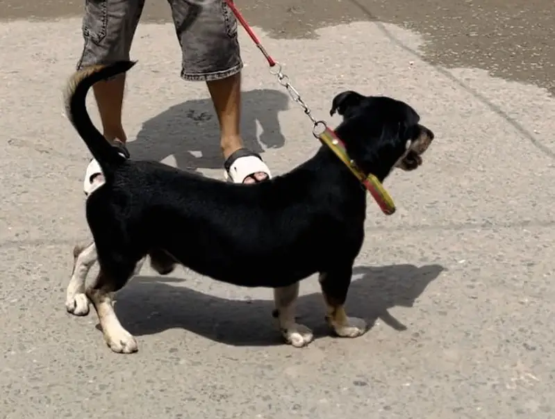 Very Friendly Dog cross But Hvy chez ha — photo 4