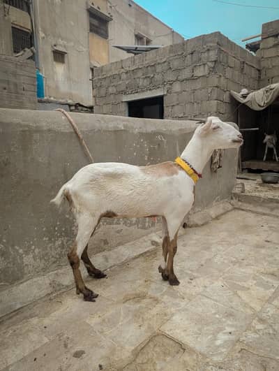 Lal abluck white eye kherri teddy path