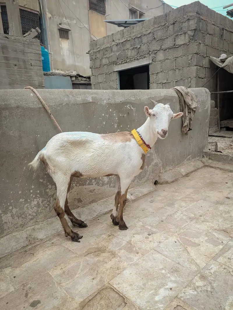 Lal abluck white eye kherri teddy path — photo 2