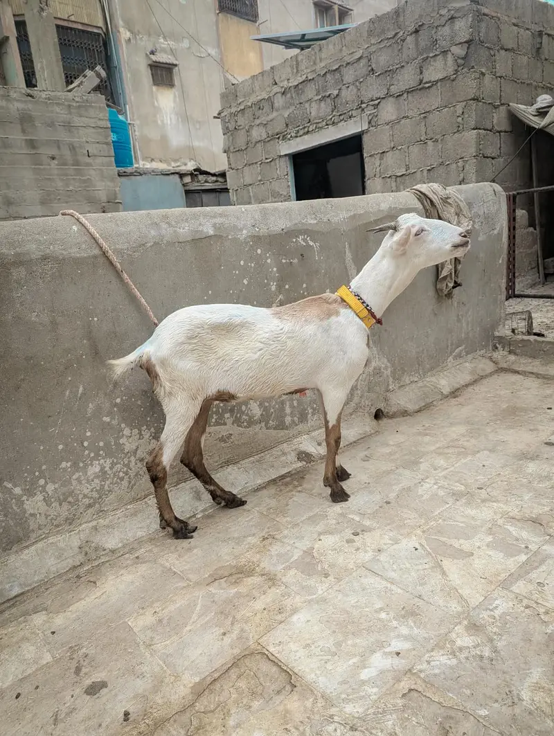 Lal abluck white eye kherri teddy path — photo 3