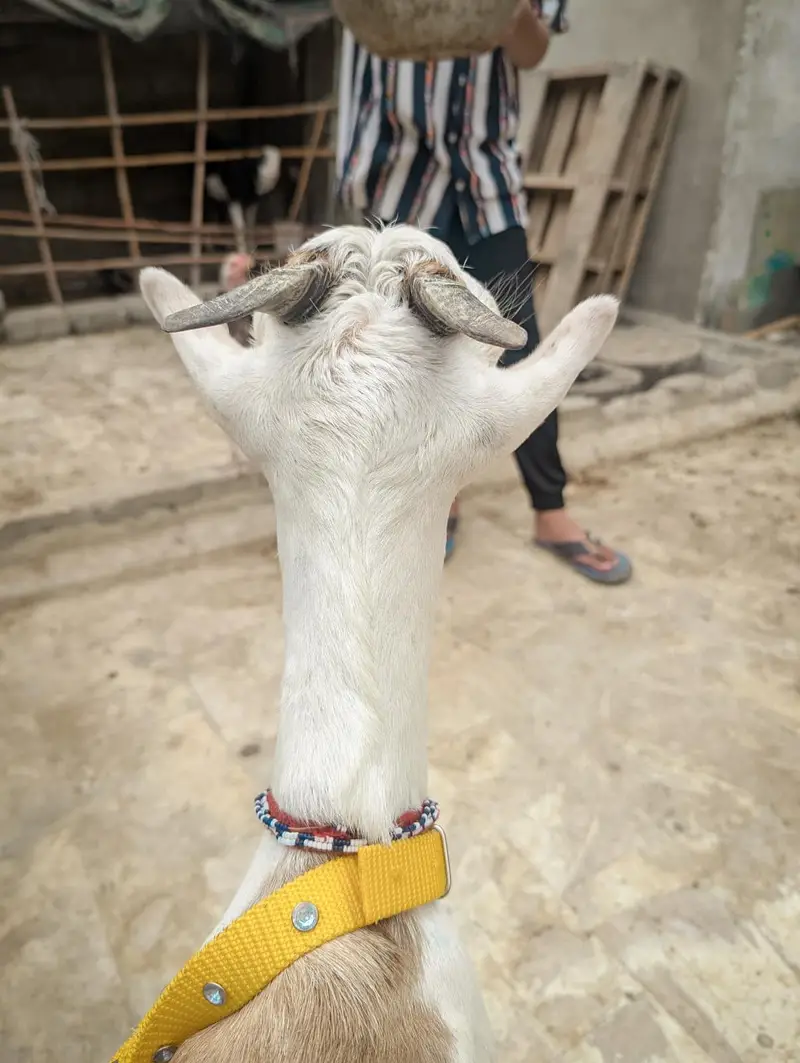 Lal abluck white eye kherri teddy path — photo 4