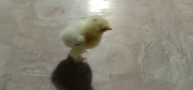 best quality chicks light Columbian Brahma Male or salmon female