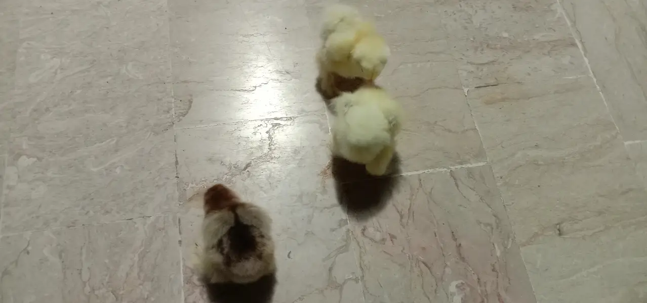 best quality chicks light Columbian Brahma Male or salmon female — photo 2