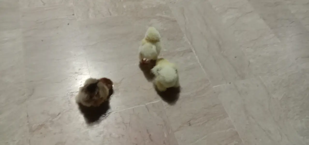 best quality chicks light Columbian Brahma Male or salmon female — photo 3