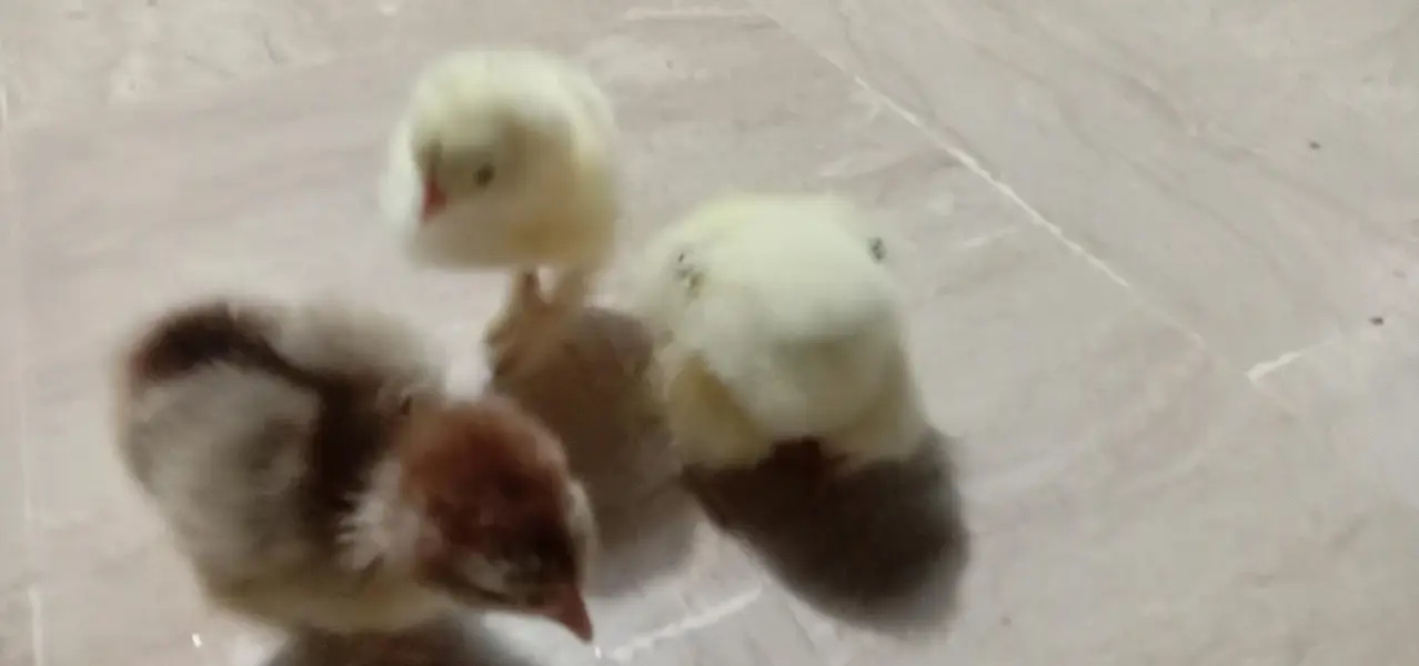 best quality chicks light Columbian Brahma Male or salmon female — photo 4