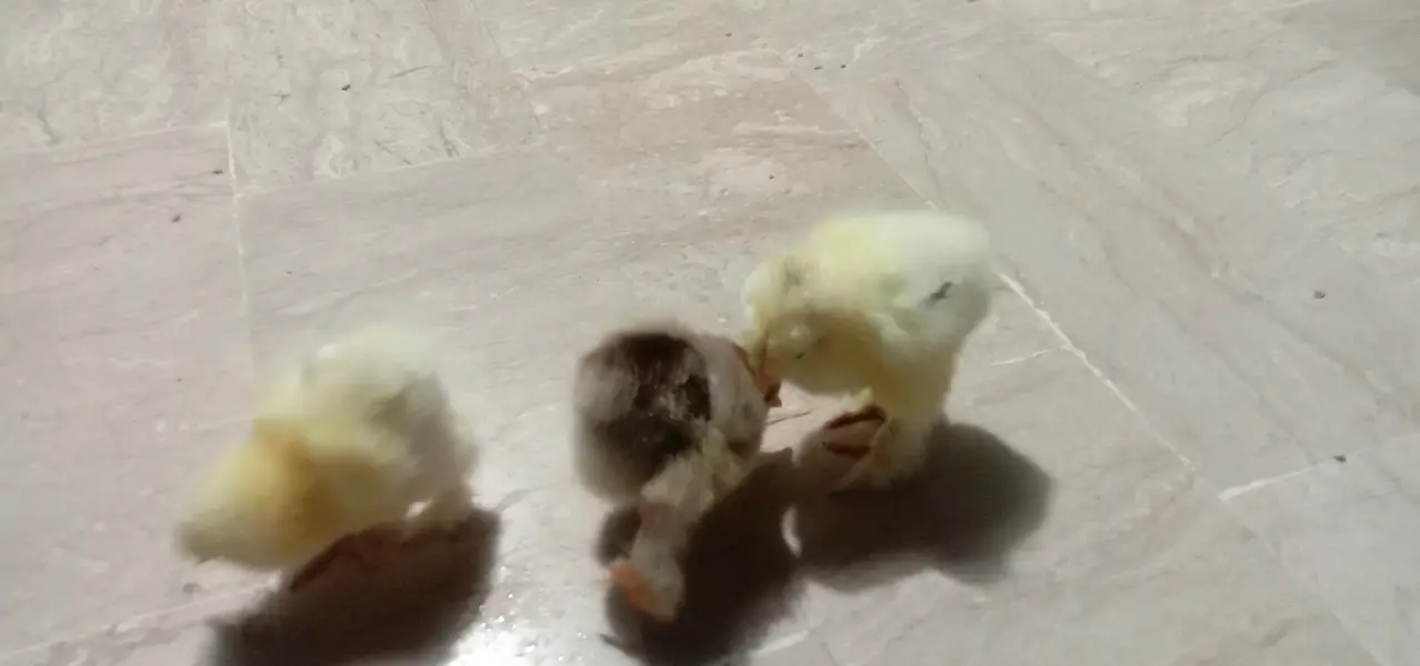 best quality chicks light Columbian Brahma Male or salmon female — photo 5