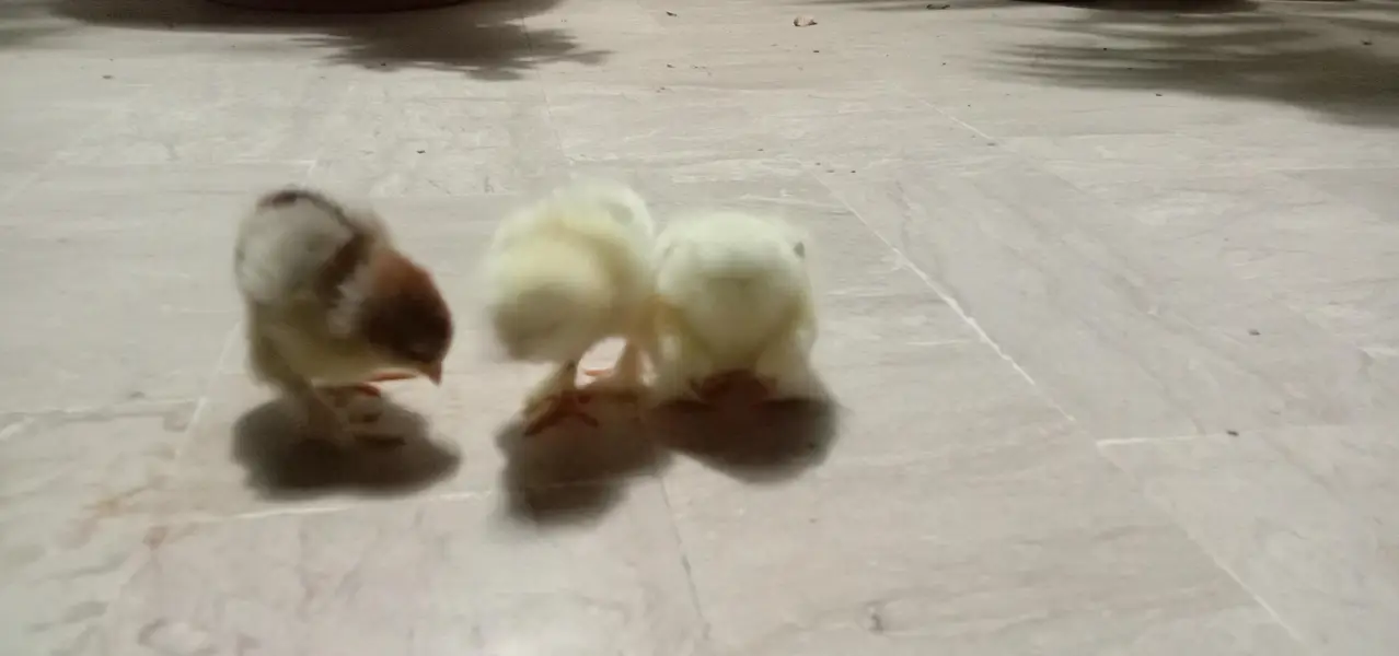 best quality chicks light Columbian Brahma Male or salmon female — photo 6