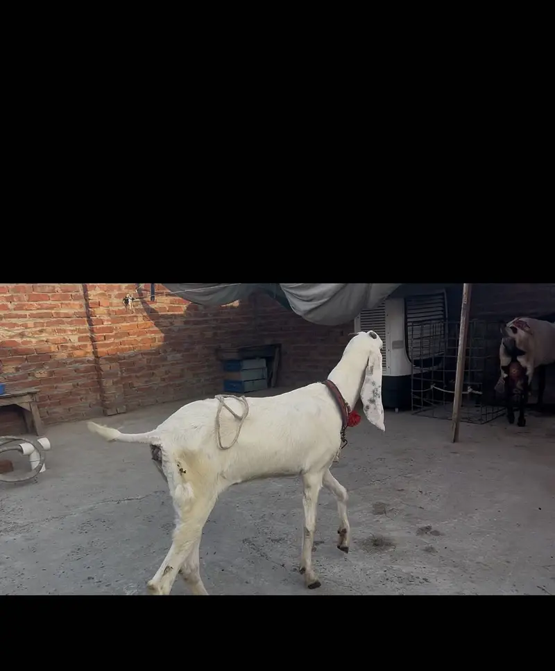 Female — photo 2