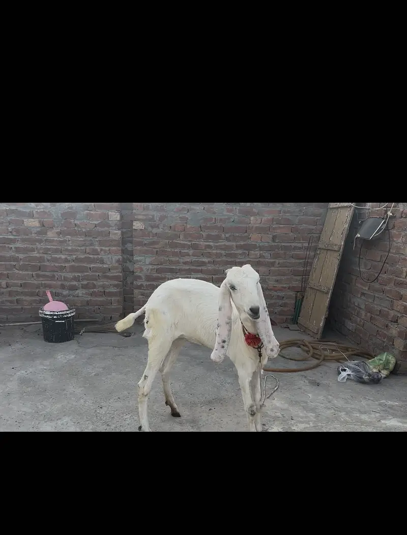 Female — photo 3